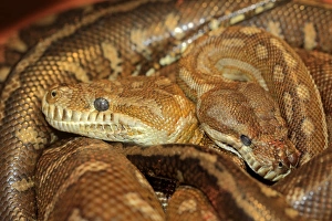 Australia Prints: Bredls Carpet Python (Morelia bredli) two adults