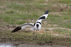 Aggression Prints: Breeding Avocet with wings raised, distraction display