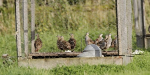Grey Prints: Breeding pens for Grey Partridge