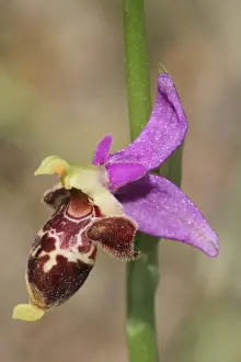 Bremifera Bee Orchid (Ophrys bremifera) close-up of flower, Peloponesos, Southern Greece, april