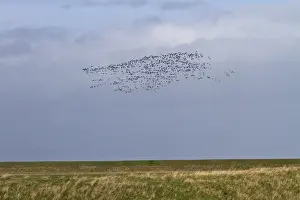 Wash Prints: Brent Geese flying along the sea wall Terrington Marsh, The Wash