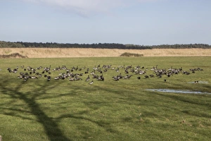 Geese Prints: Brent Geese standing in shallow water in field, North Norfolk