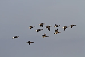 North Prints: Brent Geese, winter flock flying over Deepdale Marsh, Brancaster, North Norfolk