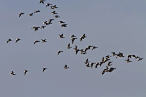 Brent Geese, winter flock flying over Deepdale Marsh, Brancaster, North Norfolk