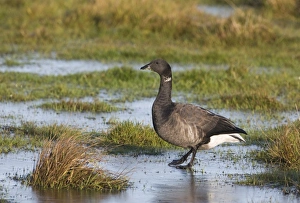 Brant Prints: Brent Goose (Branta bernicla) adult