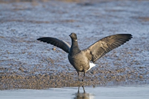 Brent Goose (Branta bernicla) adult, stretching wings, standing on mud in tidal creek, Brancaster Staithe, Norfolk, England, winter