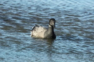 Brent Goose (Branta bernicla) adult, swimming in tidal lagoon, The Fleet, Chesil Beach, Dorset, England, December