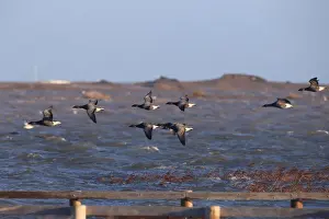 Brent Goose (Branta bernicla bernicla) dark-bellied form, flock, in flight over flooded coastal marshland habitat after
