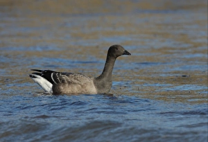 Brant Prints: Brent Goose (Branta bernicla bernicla) immature
