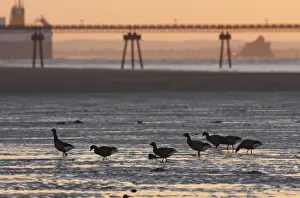 Brant Prints: Brent Goose (Branta bernicla bernicla) seven adults