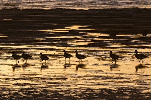 Brent Goose (Branta bernicla) flock, feeding on estuary at low tide, silhouetted at sunrise, Medway Estuary, Shellness