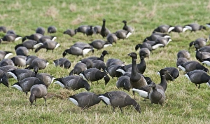 Brent Goose (Branta bernicla) flock, grazing in field, Cley, Norfolk, England, winter