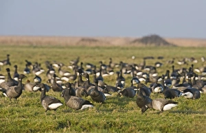 Brent Goose (Branta bernicla) flock, grazing in field, Salthouse, Norfolk, England, winter