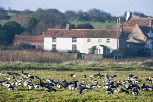Brent Goose (Branta bernicla) flock, grazing in field, with village houses in background, Salthouse, Norfolk, England, winter