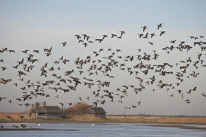 Flock Prints: Brent Goose (Branta bernicla) flock