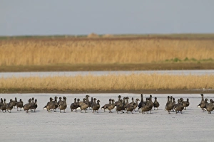 Brent Goose (Branta bernicla) flock, walking across ice in coastal wetland habitat, Cley Marshes Reserve