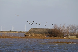 Brent Goose (Branta bernicla) flock, in flight over flooded coastal marshland habitat