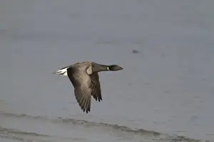 Northern Ireland Prints: Brent Goose (Branta bernicla hrota) pale-bellied subspecies