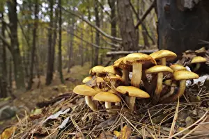 Beech Prints: Brick Cap (Hypholoma sublateritium) fruiting bodies
