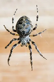 Webs Prints: Bridge Spider (Larinioides sclopetarius) adult female