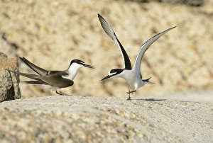 Terns Prints: Bridled Tern (Onychoprion anaethetus) adult pair