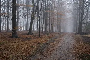 Mists Prints: Bridleway in deciduous woodland shrouded with freezing fog