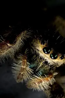 Scary Prints: Brilliant Jumping Spider (Phidippus clarus) adult female