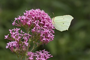 Nectar Prints: Brimstone Butterfly (Gonepteryx rhamni) adult
