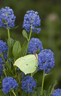 Brimstone Butterfly (Gonepteryx rhamni) adult, feeding on California Lilac (Ceanothus arboreus) flowers in garden, England, june