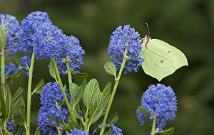 Brimstone Butterfly (Gonepteryx rhamni) adult, feeding on California Lilac (Ceanothus arboreus) flowers in garden, England, june