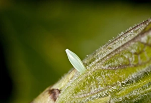 Eggs Prints: Brimstone Butterfly (Gonepteryx rhamni) egg