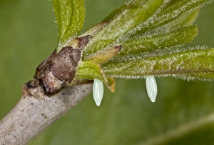 Brimstone Butterfly (Gonepteryx rhamni) two eggs, on Common Buckthorn (Rhamnus cathartica) leaf, Dorset, England, May