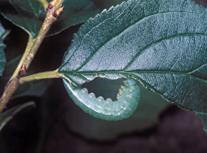 Caterpillar Prints: Brimstone Butterfly (Gonepteryx rhamni) larva, spinning up
