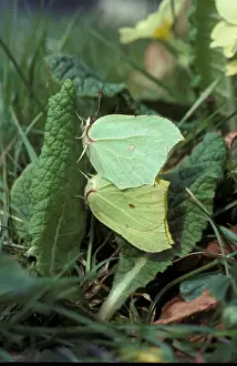 Brimstones Prints: Brimstone Butterfly (Gonepteryx rhamni) Pair mating on primrose - Groton Wood HK00898 (Scratched)