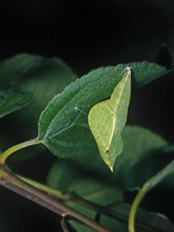 Pupa Prints: Brimstone Butterfly (Gonepteryx rhamni) pupa