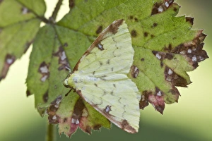 Brimstone Moth on autumn leaf