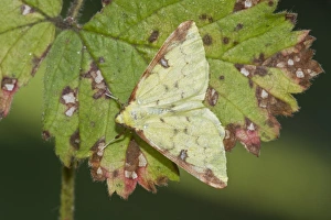 Brimstone Moth on autumn leaf