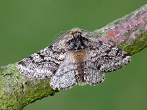 Geometridae Prints: Brindled Beauty (Lycia hirtaria) adult male, resting on twig, Leicestershire, England, may