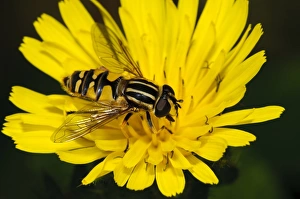 Brindled Hoverfly (Helophilus pendulus) adult, feeding on flower, Hadleigh Country Park, Essex, England, July
