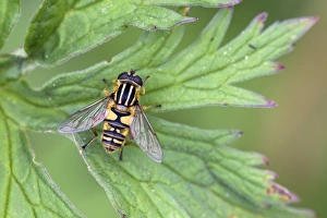 Brindled Hoverfly (Helophilus pendulus) adult, resting on leaf, Berwickshire, Scottish Borders, Scotland, august