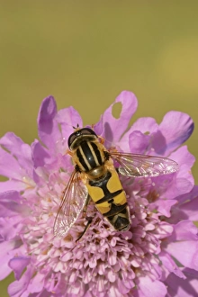 Brindled Hoverfly (Helophilus pendulus) adult, resting on scabious flower, Oxfordshire, England, July