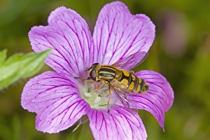 Brindled Hoverfly (Helophilus pendulus) adult, feeding on mallow flower, Norfolk, England, August