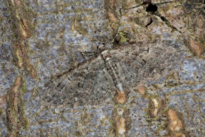 Geometrid Prints: Brindled Pug (Eupithecia abbreviata) adult, camouflaged on bark, Powys, Wales, April