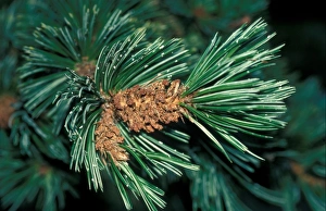 Pinus Prints: Bristle-cone Pine (Pinus aristata) Close up