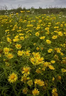 Hungarian Prints: British Yellowhead (Inula britannica) flowering mass
