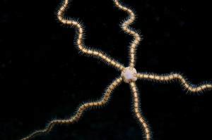 Echinoderm Prints: Brittlestar (Ophiothrix sp. ) adult