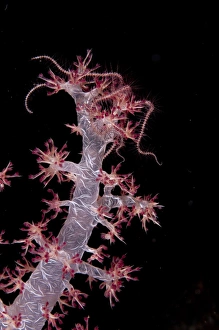 Corals Prints: Brittlestar (Ophiuroidea sp. ) adult