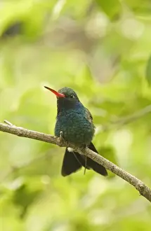 Californian Prints: Broad-billed Hummingbird (Cynanthus latirostris) adult male