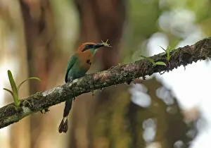 Central America Prints: Broad-billed Motmot (Electron platyrhynchum minus) adult