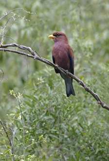 Roller Prints: Broad-billed Roller (Eurystomus glaucurus) adult, perched on twig, Kenya